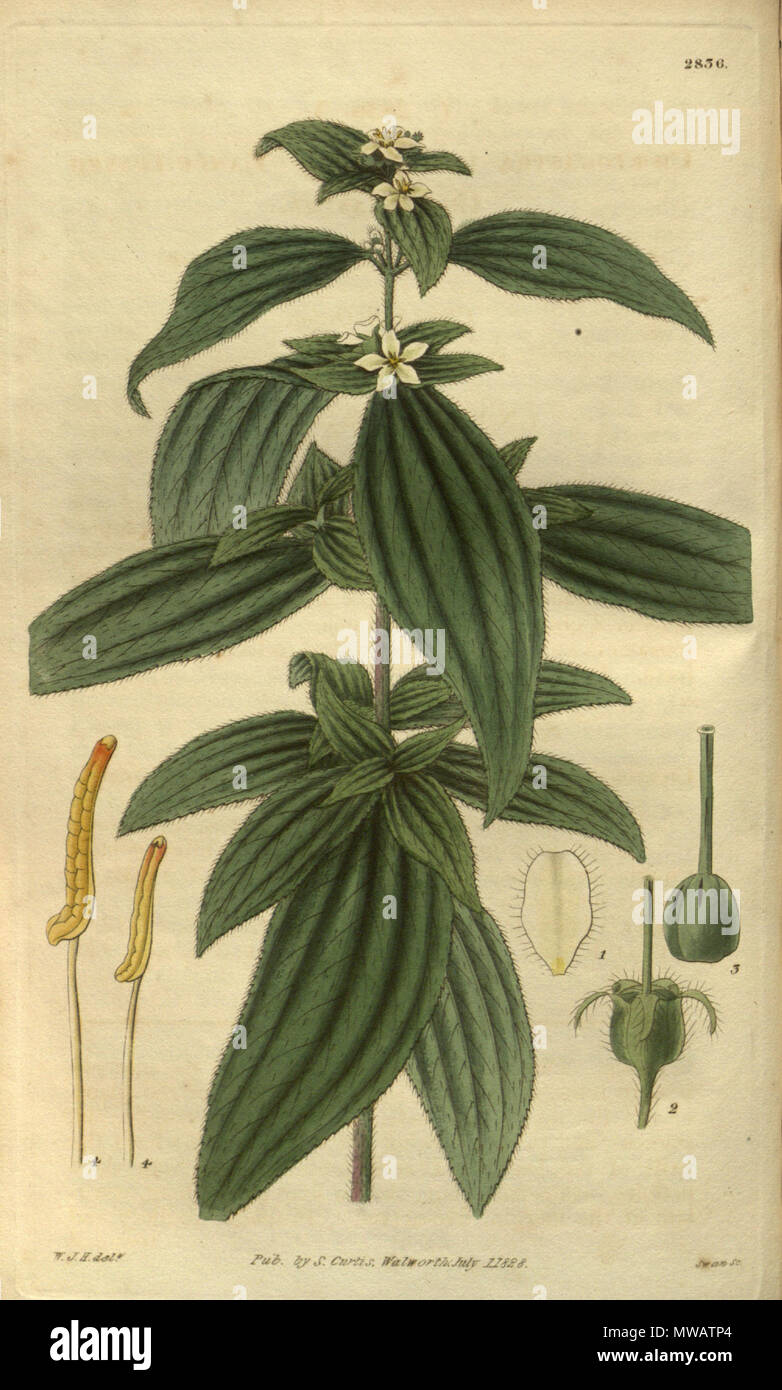 . Chaetogastra lanceolata (=Tibouchina longifolia), Melastomataceae . 1828. W.J.H. del., Swan Sc. 121 Chaetogastra lanceolata 55-2836 Stock Photo