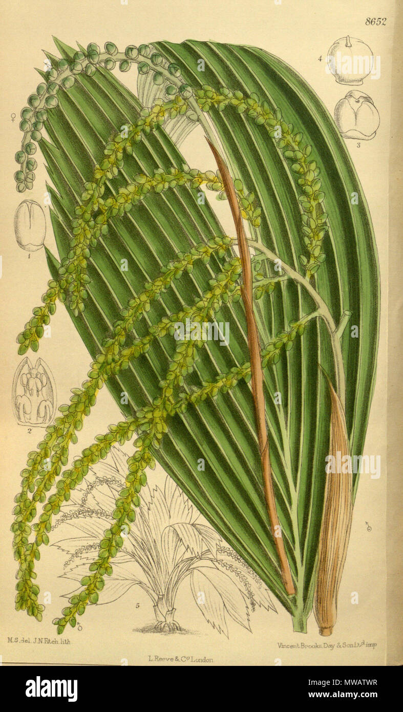 . Chamaedorea nana (= Chamaedorea pumila), Arecaceae . 1916. M.S. del., J.N.Fitch lith. 121 Chamaedorea nana 142-8652 Stock Photo