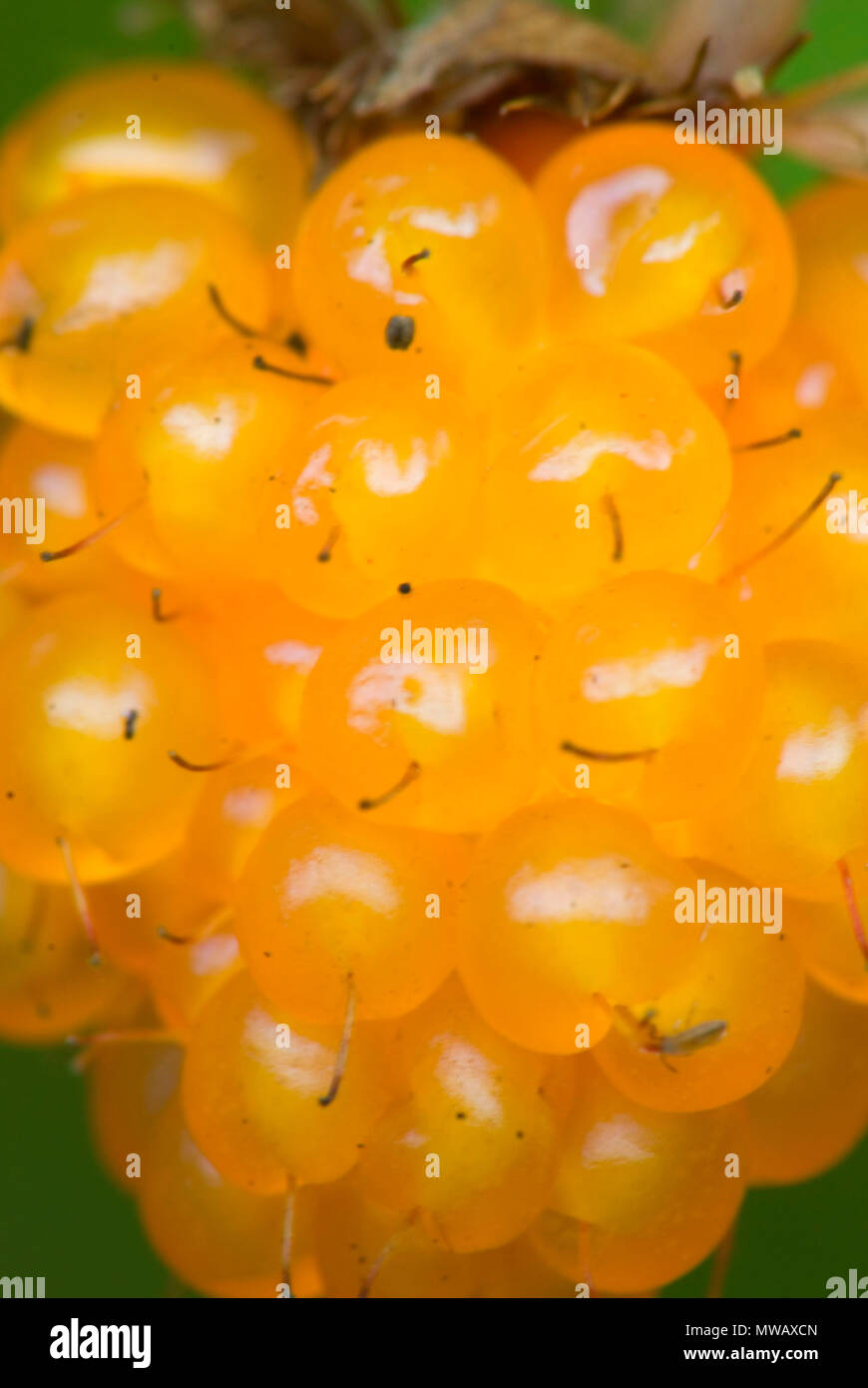 Salmonberry, Alpine Lakes Wilderness, Mt BakerSnoqualmie National