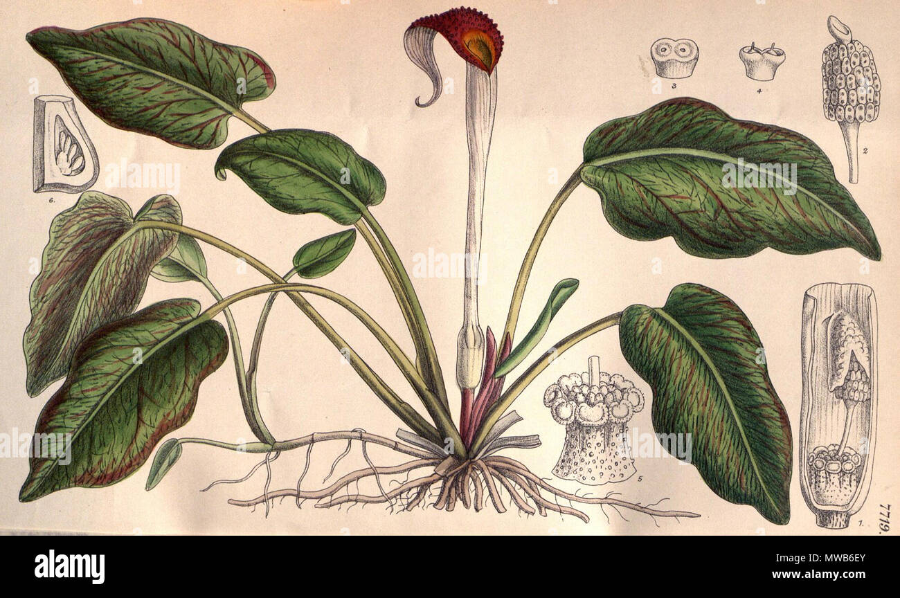 . English: Cryptocoryne griffithii, botanical drawing . 1900. Fitch (d. 1927) 147 Cryptocoryne griffithii CBM Stock Photo