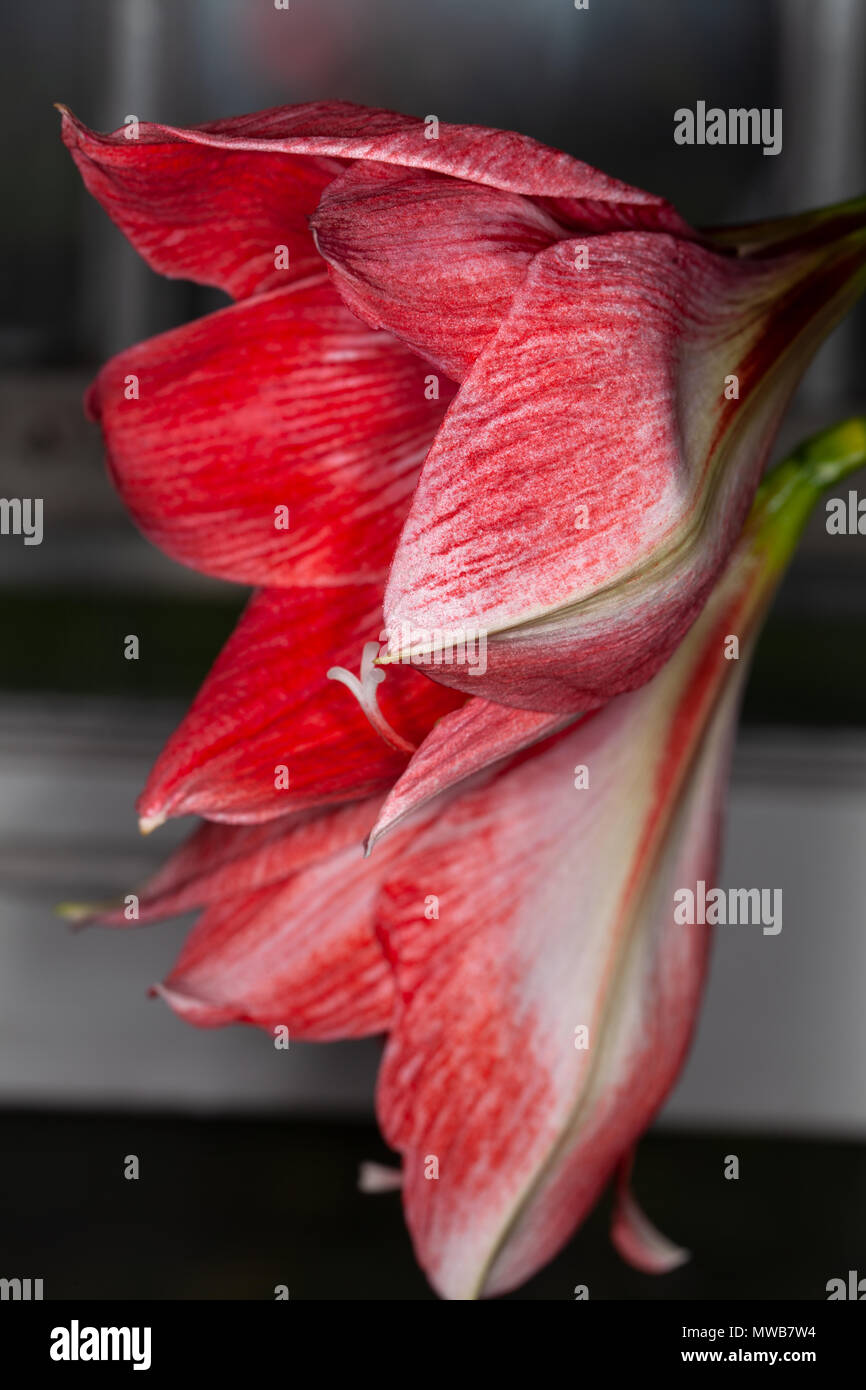 Red amaryllis blossom. Stock Photo