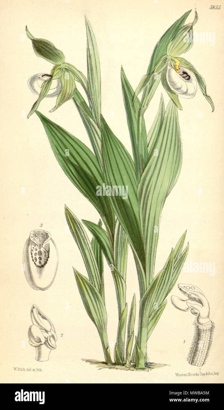 . Illustration of Cypripedium candidum . 1870. Walter Hood Fitch (1817-1892) del. et lith. Description by Joseph Dalton Hooker (1817—1911) 149 Cypripedium candidum Stock Photo