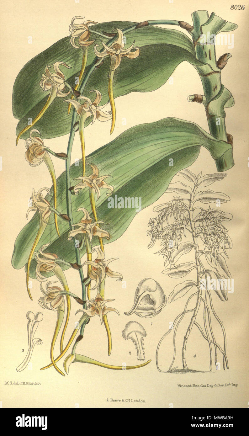 . Illustration of Cyrtorchis monteiroae (as syn. Listrostachys monteiroae, spelled by Rolfe as Listrostachys monteirae) . 1905. M. S. del. ( = Matilda Smith, 1854-1926), J. N. Fitch lith. ( = John Nugent Fitch, 1840–1927) Description by R. A. Rolfe (1855–1921) 149 Cyrtorchis monteiroae (as Listrostachys monteiroae, spelled Listrostachys monteirae) - Curtis' 131 (Ser. 4 no. 1) pl. 8026 (1905) Stock Photo