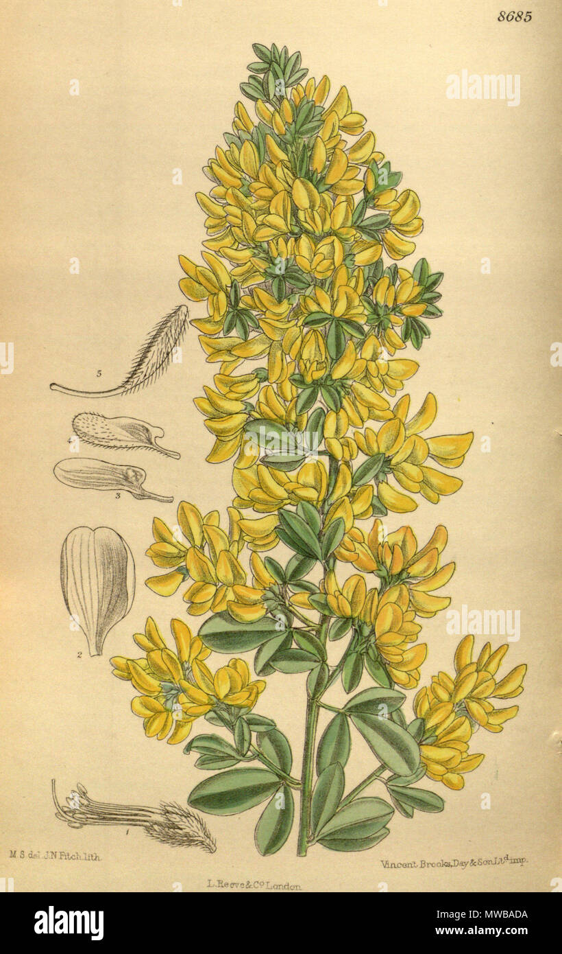 . Cytisus monspessulanus (= Genista monspessulana), Fabaceae, Faboideae . 1916. M.S. del., J.N.Fitch lith. 149 Cytisus monspessulanus 142-8685 Stock Photo