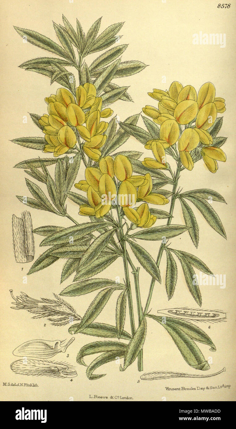 . Cytisus pallidus (= Genista linifolia), Fabaceae . 1914. M.S. del., J.N.Fitch lith. 149 Cytisus pallidus 140-8578 Stock Photo