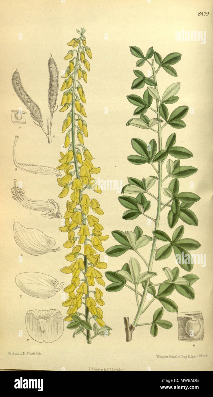 . Cytisus nigricans (= Lembotropis nigricans), Fabaceae, Faboideae . 1913. M.S. del, J.N.Fitch, lith. 149 Cytisus nigricans 139-8479 Stock Photo