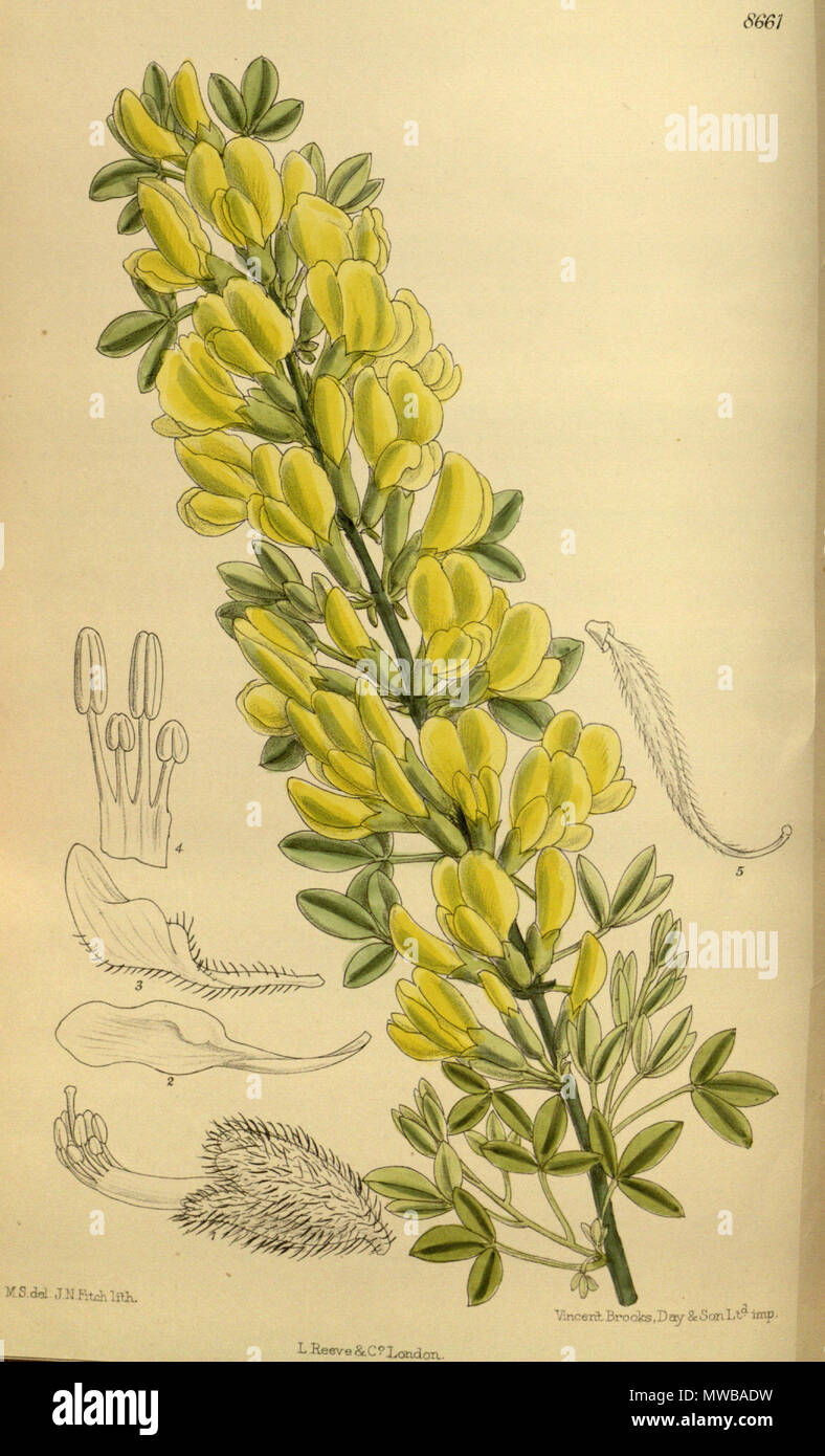 . Cytisus ratisbonensis (= Chamaecytisus ratisbonensis), Fabaceae, Fabiodeae . 1916. M.S. del., J.N.Fitch lith. 149 Cytisus ratisbonensis 142-8661 Stock Photo