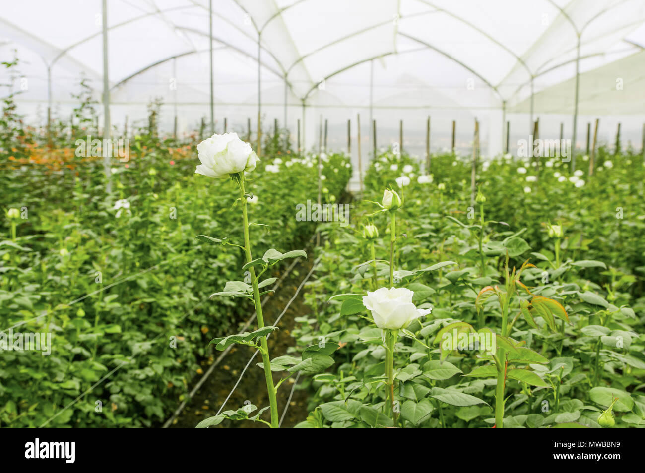 Ecuador rose farm hi-res stock photography and images - Alamy