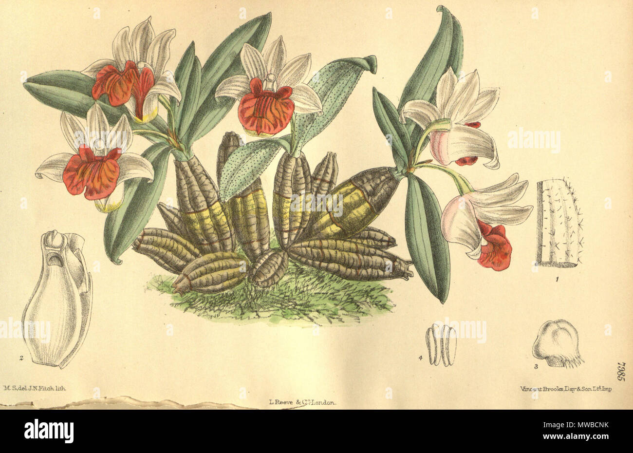 . Illustration of Dendrobium bellatulum . 1904. M. S. del. ( = Matilda Smith, 1854-1926), J. N. Fitch lith. ( = John Nugent Fitch, 1840–1927) Description by William Botting Hemsley (1843–1924) 158 Dendrobium bellatulum Stock Photo