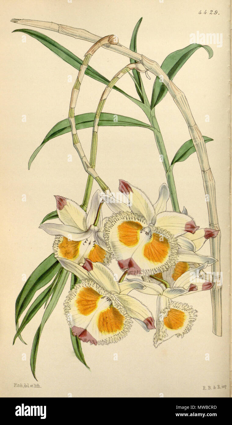. Illustration of Dendrobium devonianum . 1849. Walter Hood Fitch (1817-1892) del. et lith., description by William Jackson Hooker) (1785—1865) 158 Dendrobium devonianum Stock Photo