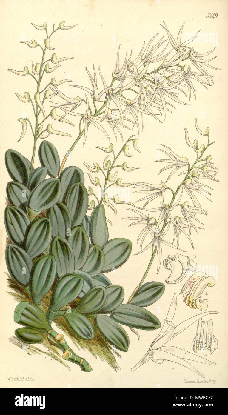 . Illustration of Dendrobium linguiforme (Dockrillia linguiforme) , spelled in Bot. Mag. as Dendrobium linguaeforme . 1861. Walter Hood Fitch (1817-1892) del. et lith. Description by William Jackson Hooker (1785—1865) 158 Dendrobium linguiforme (spelled linguaeforme) (Dockrillia linguiforme) - Curtis' 87 (Ser. 3 no. 17) pl. 5249 (1861) Stock Photo