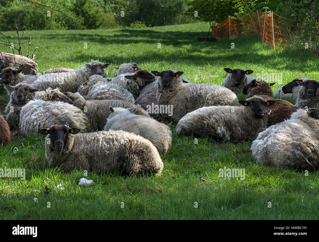 Black-headed Sheeps, herd rests on pasture, Mecklenburg-Western Pomerania, Germany Stock Photo