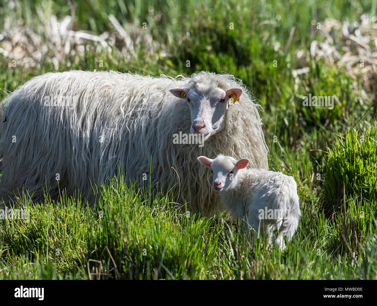 White Polled Heath sheep (Ovis aries) with her newborn in dense grass, Mecklenburg-Western Pomerania, Germany Stock Photo