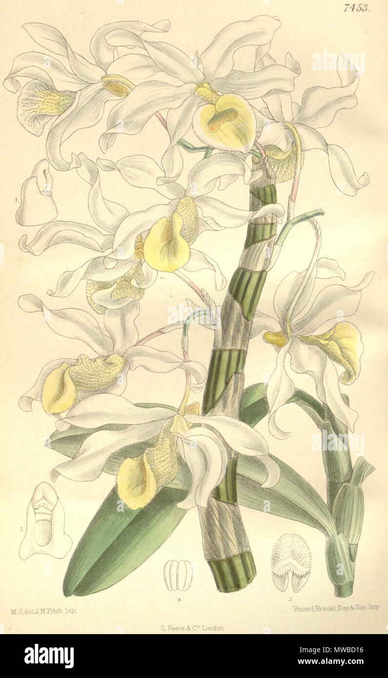 . Illustration of Dendrobium signatum (as syn. Dendrobium hildebrandtii, spelled by Hooker as Dendrobium hildebrandii) . 1896. M. S. del. ( = Matilda Smith, 1854-1926), J. N. Fitch lith. ( = John Nugent Fitch, 1840–1927) Description by Joseph Dalton Hooker (1817—1911) 158 Dendrobium signatum (as Dendrobium hildebrandtii, spelled Dendrobium hildebrandii) - Curtis' 122 (Ser. 3 no. 52) pl. 7453 (1896) Stock Photo