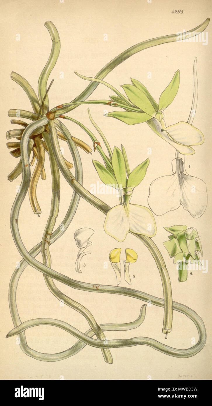 . Illustration of Dendrophylax funalis (as syn. Angraecum funale) . 1847. Drawing not signed, probably byWalter Hood Fitch (1817-1892) 158 Dendrophylax funalis (as Angraecum funale) - Curtis' 73 (Ser. 3 no. 3) pl. 4295 (1847) Stock Photo
