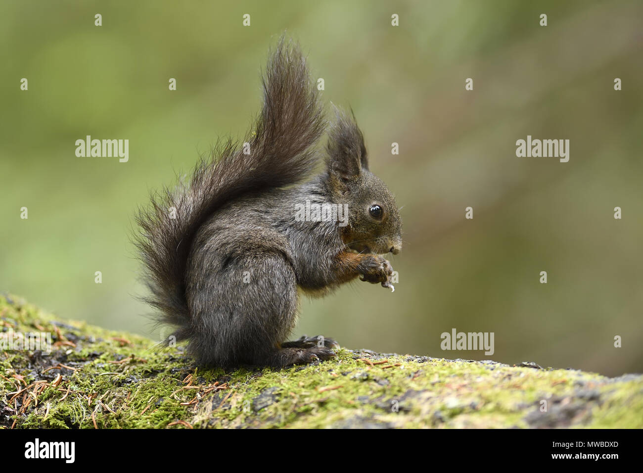 Eurasian red squirrel (Sciurus vulgaris), feeding, Grisons, Switzerland Stock Photo