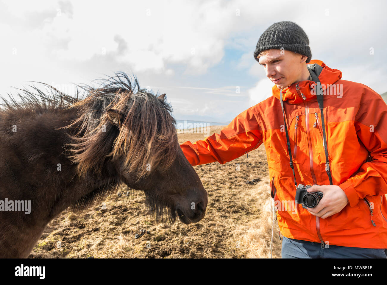 Man caressing brown Icelandic horse (Equus islandicus), South Iceland, Iceland Stock Photo