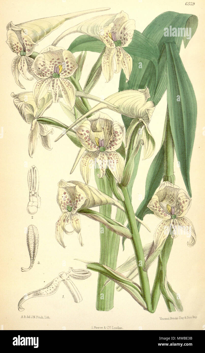 . Illustration of Disa crassicornis (as syn. Disa megaceras) . 1880.   Anne Henslow Barnard  (1833–1899)    Alternative names A.B.; Anne Henslow; Anne Barnard  Description botanical illustrator  Date of birth/death 1833 1899  Authority control  : Q22017269    del.; J. N. Fitch lith. ( = John Nugent Fitch, 1840–1927) Description by Joseph Dalton Hooker (1817—1911) 164 Disa crassicornis(as Disa megaceras) - Curtis' 106 (Ser. 3 no. 36) pl. 6529 (1880) Stock Photo