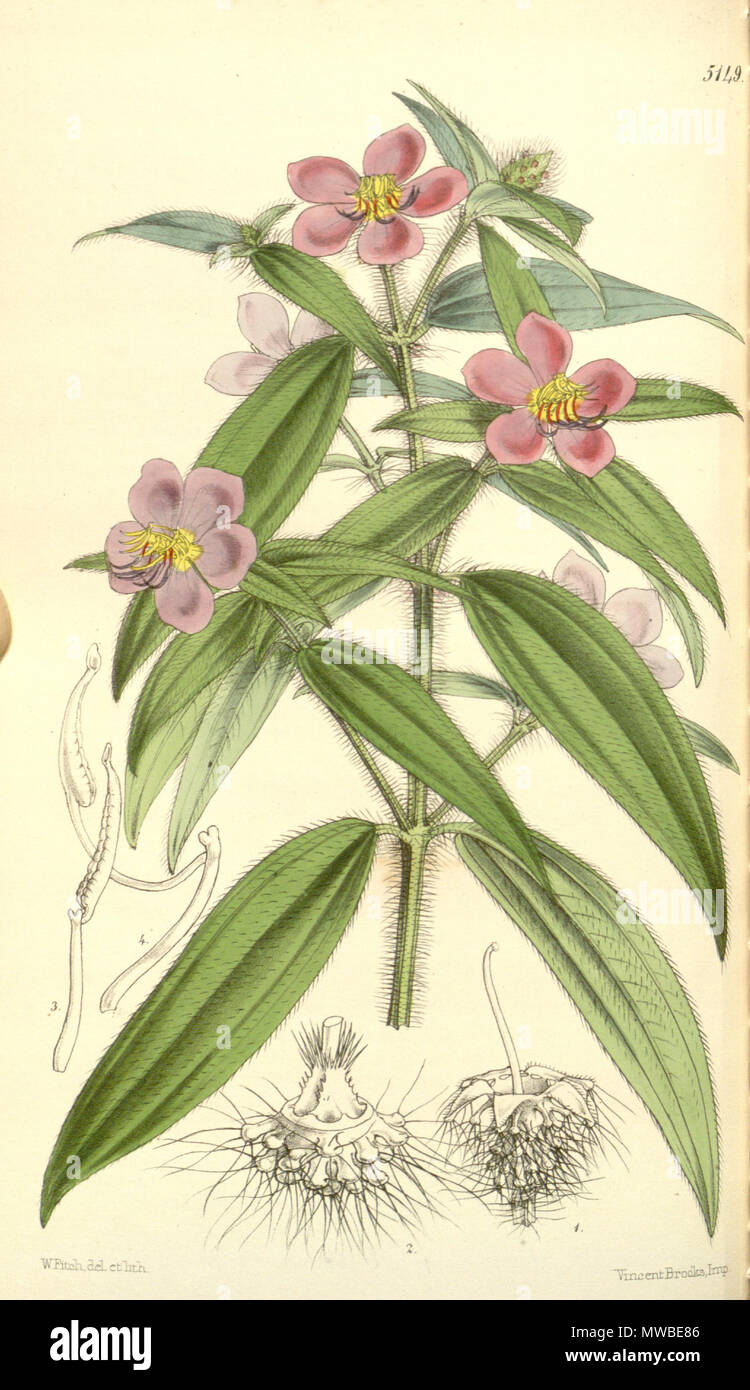 . Dissotis irvingiana (= Antherotoma irvingiana), Melastomataceae . 1859. Fitch, del. et lith. 164 Dissotis irvingiana 85-5149 Stock Photo