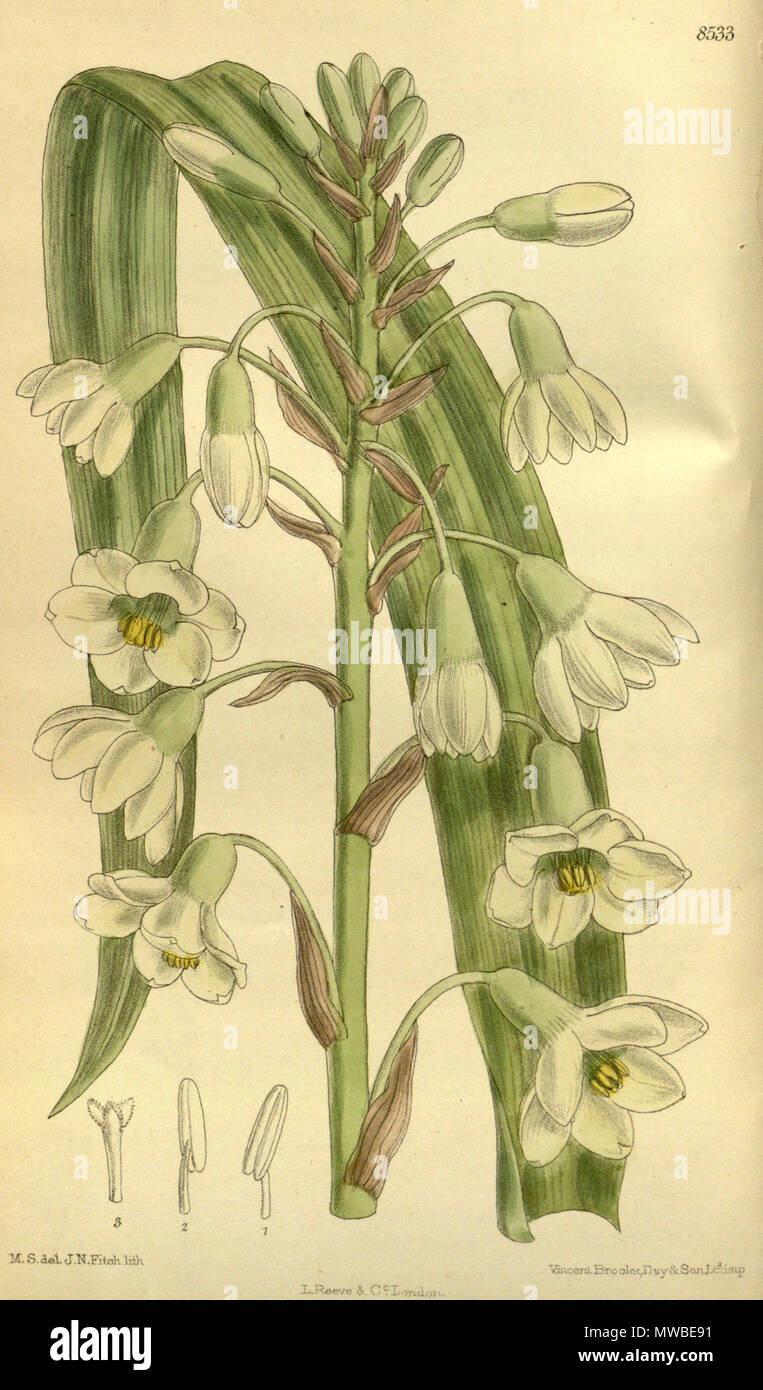 . Galtonia princeps, Asparagaceae . 1914. M.S. del., J.N.Fitch lith. 233 Galtonia princeps 140-8533 Stock Photo