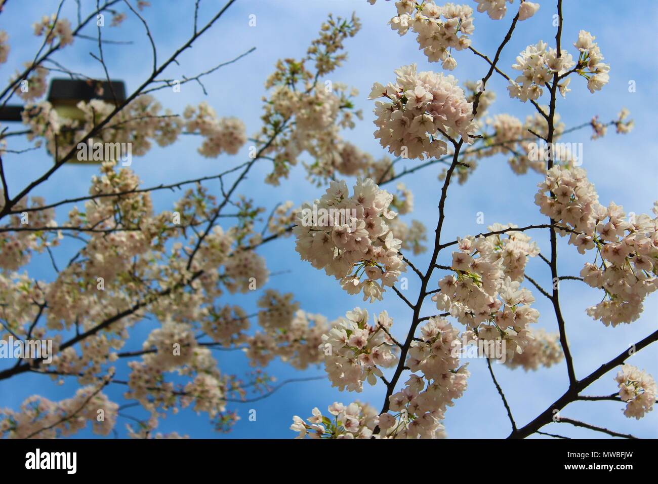 Beautiful clusters of white-pink blossoms against the sky with a street lamp at Robarts Library, Toronto, ON. Stock Photo