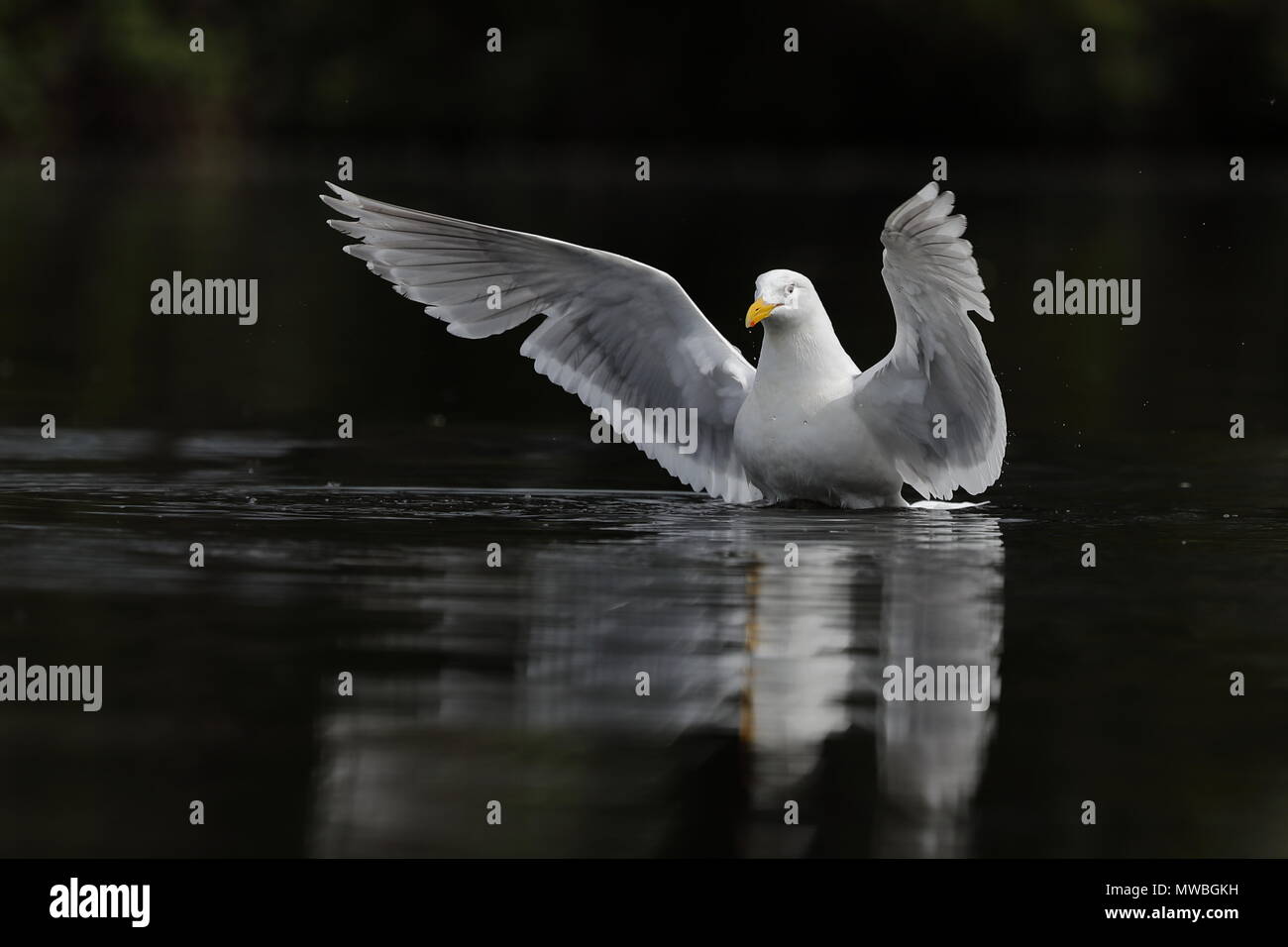 Glaucous-winged Gull Stock Photo