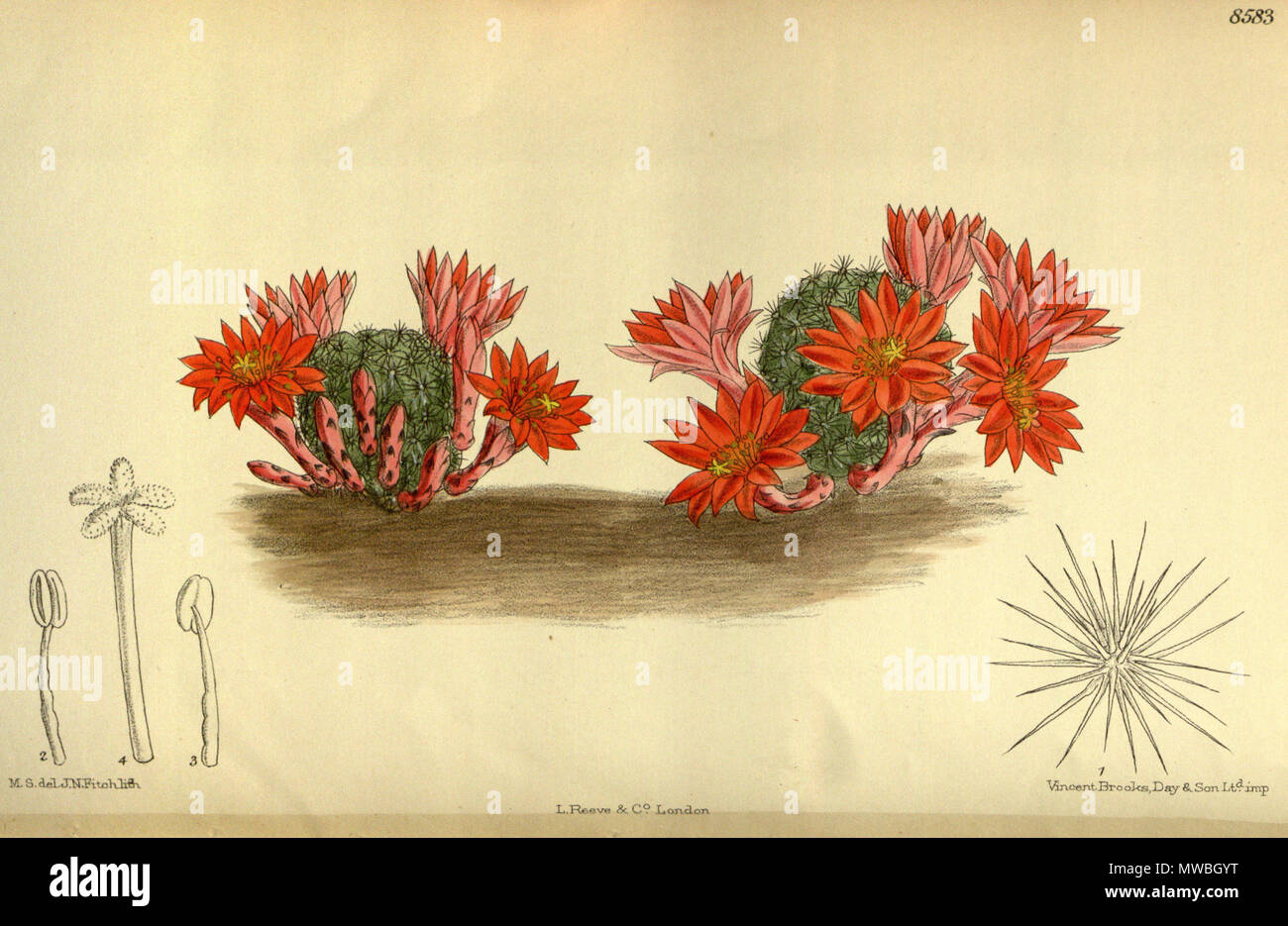 . Echinocactus minusculus (= Rebutia minuscula), Cactaceae . 1914. M.S. del., J.N.Fitch lith. 176 Echinocactus minusculus 140-8583 Stock Photo
