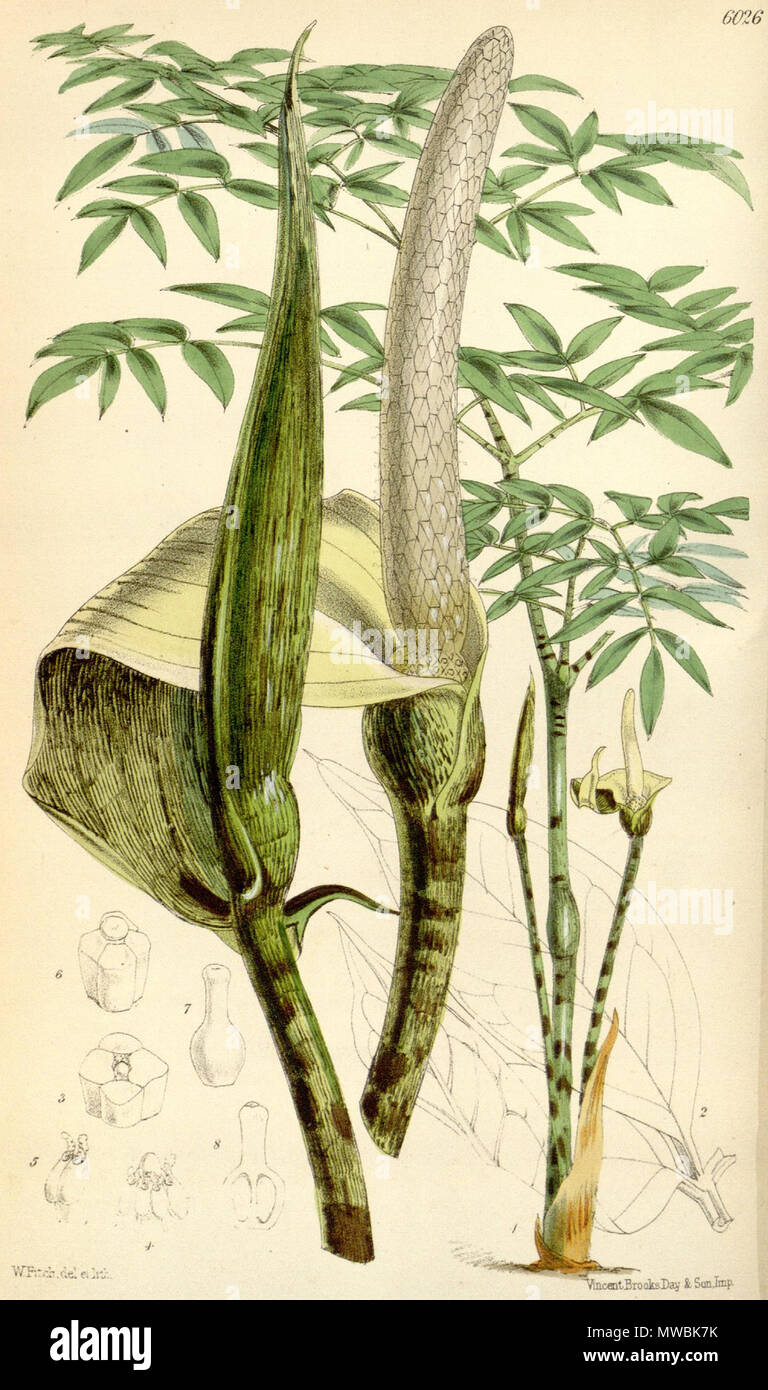 . English: Gonatopus boivinii . 1873. W. Fitch (d. 1892) 249 Gonatopus boivinii CBM Stock Photo