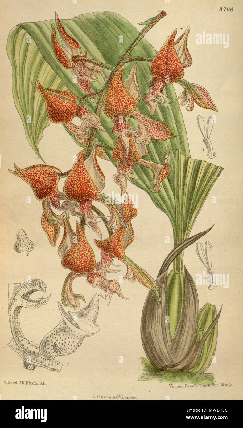 . Gongora latisepala, Orchidaceae . 1918. M.S. del., J.N.Fitch lith. 249 Gongora latisepala 144-8766 Stock Photo
