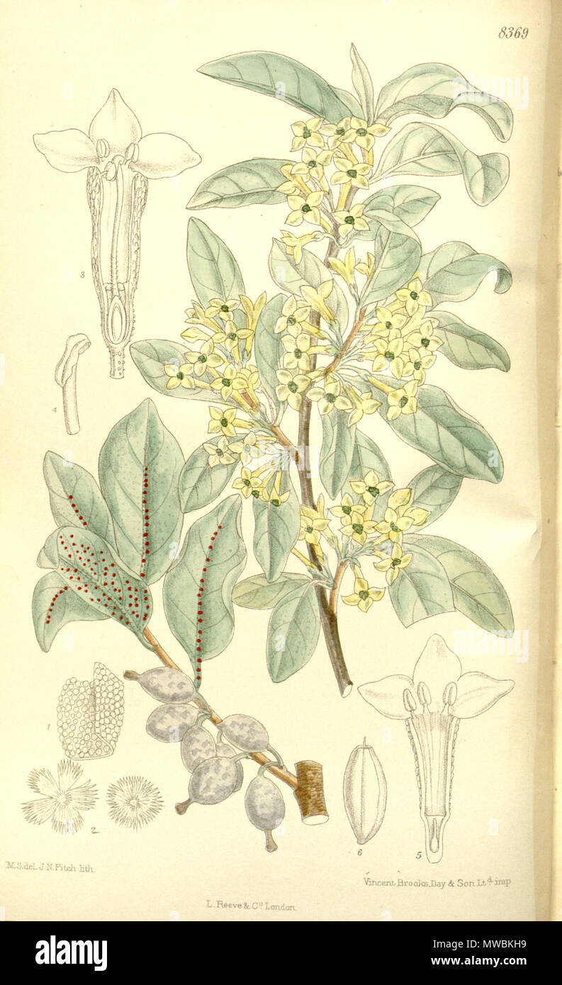 . Elaeagnus argentea (= Elaeagnus commutata), Elaeagnaceae . 1911. M.S. del, J.N.Fitch, lith. 182 Elaeagnus argentea 137-8369 Stock Photo