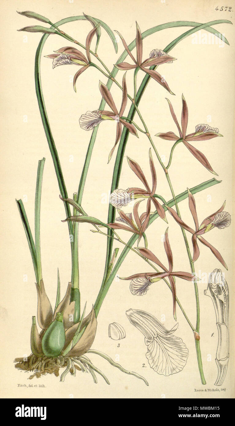 . Illustration of Encyclia bractescens (as syn. Epidendrum linearifolium) . 1851. Walter Hood Fitch (1817-1892) del. et lith. 187 Encyclia bractescens (as Epidendrum linearifolium) - Curtis' 77 (Ser. 3 no. 7) pl. 4572 (1851) Stock Photo