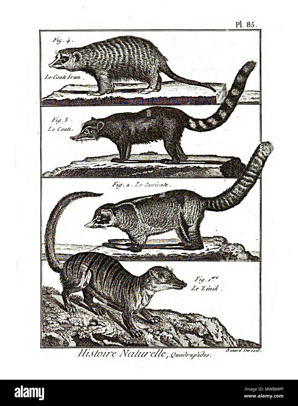 Mammals classification hi-res stock photography and images - Alamy