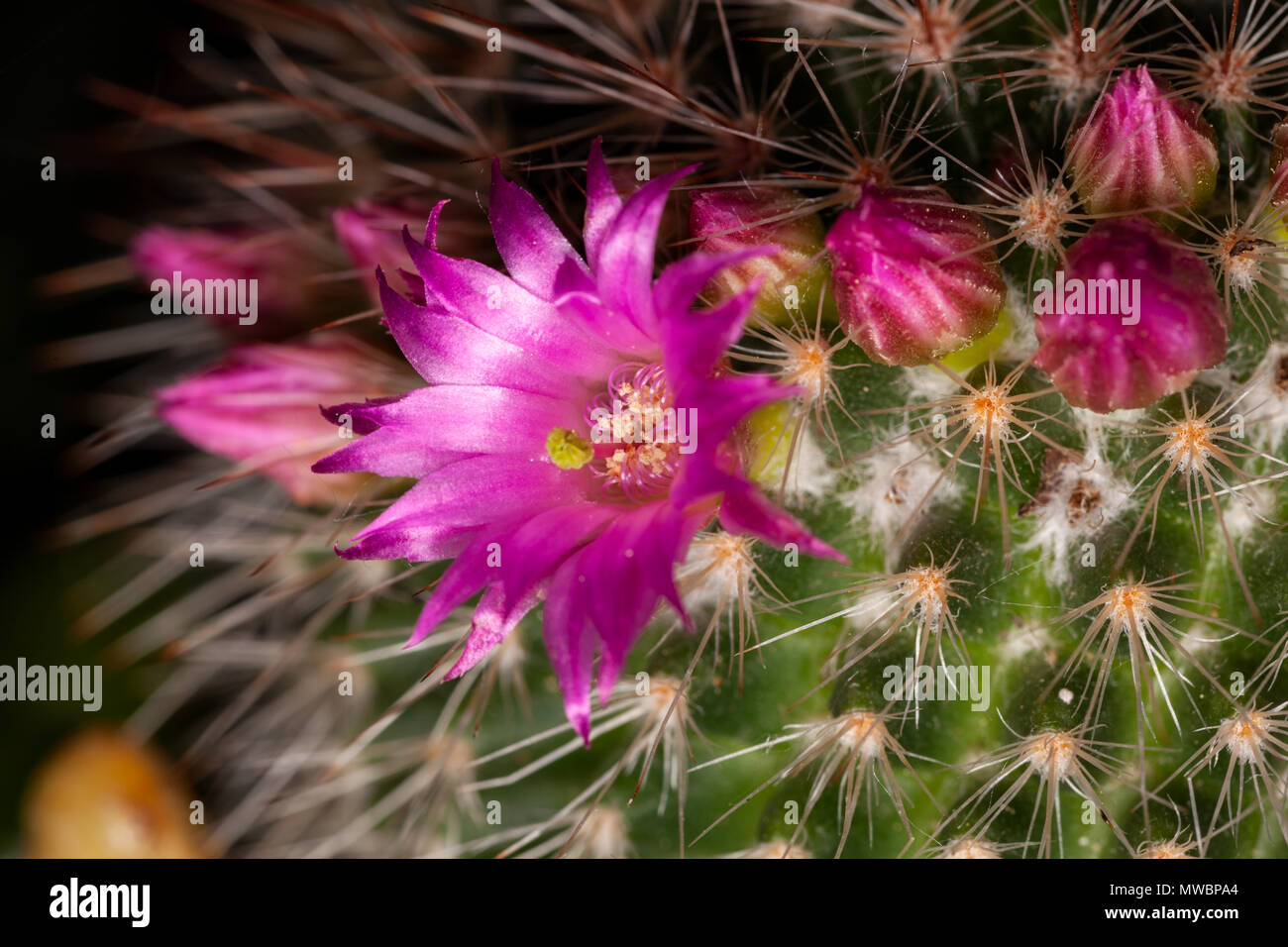 Flowering cactus Stock Photo
