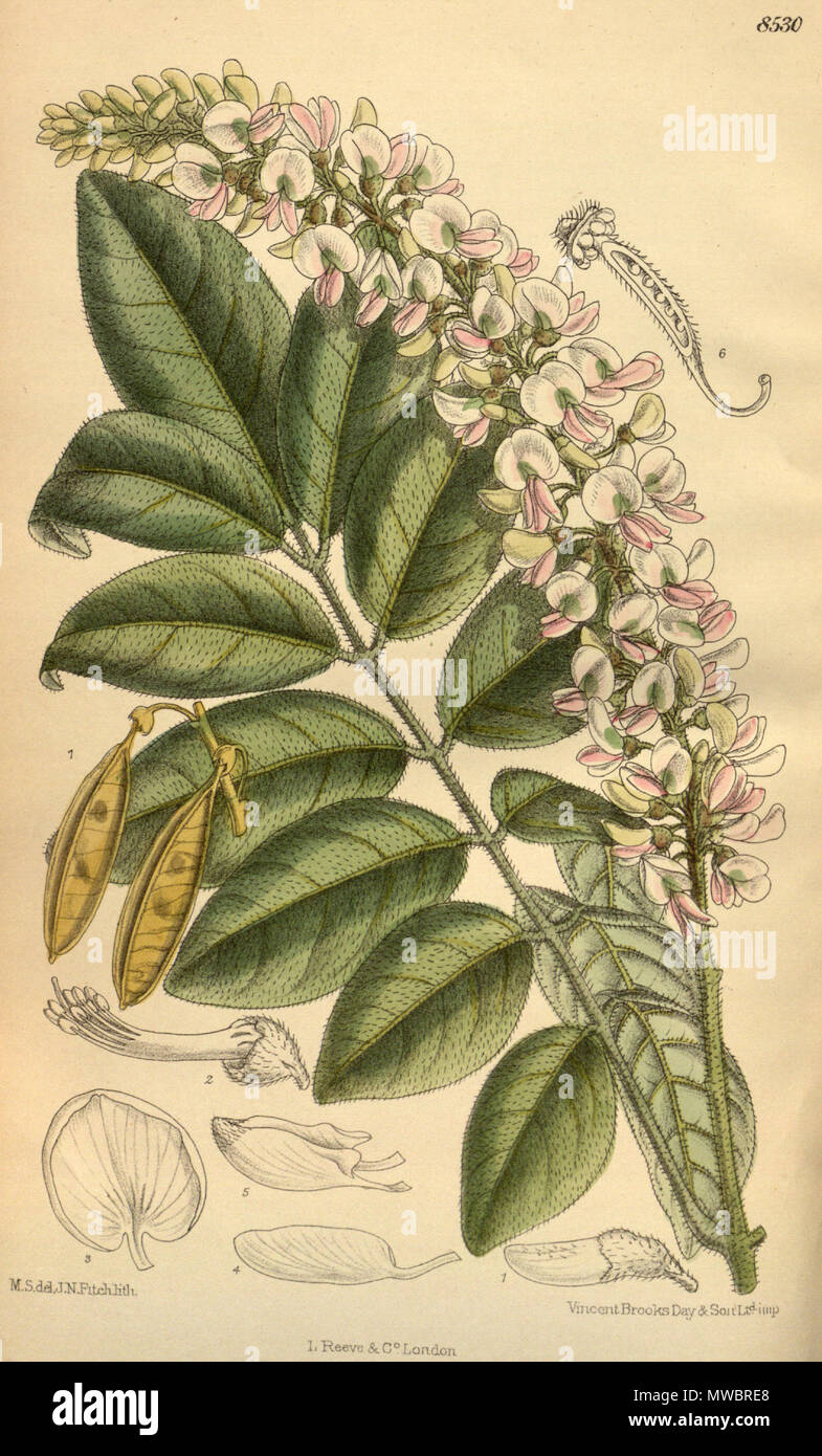 . Derris oligosperma, Fabaceae, Faboideae . 1913. M.S. del, J.N.Fitch, lith. 159 Derris oligosperma 139-8530 Stock Photo