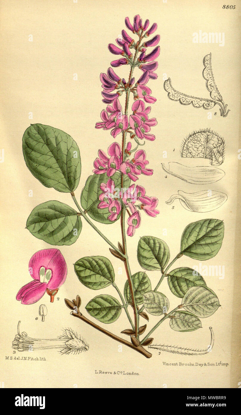 . Desmodium cinerascens Franch. (= Desmodium elegans), Fabaceae . 1919. M.S. del., J.N.Fitch lith. 160 Desmodium cinerascens 145-8805 Stock Photo