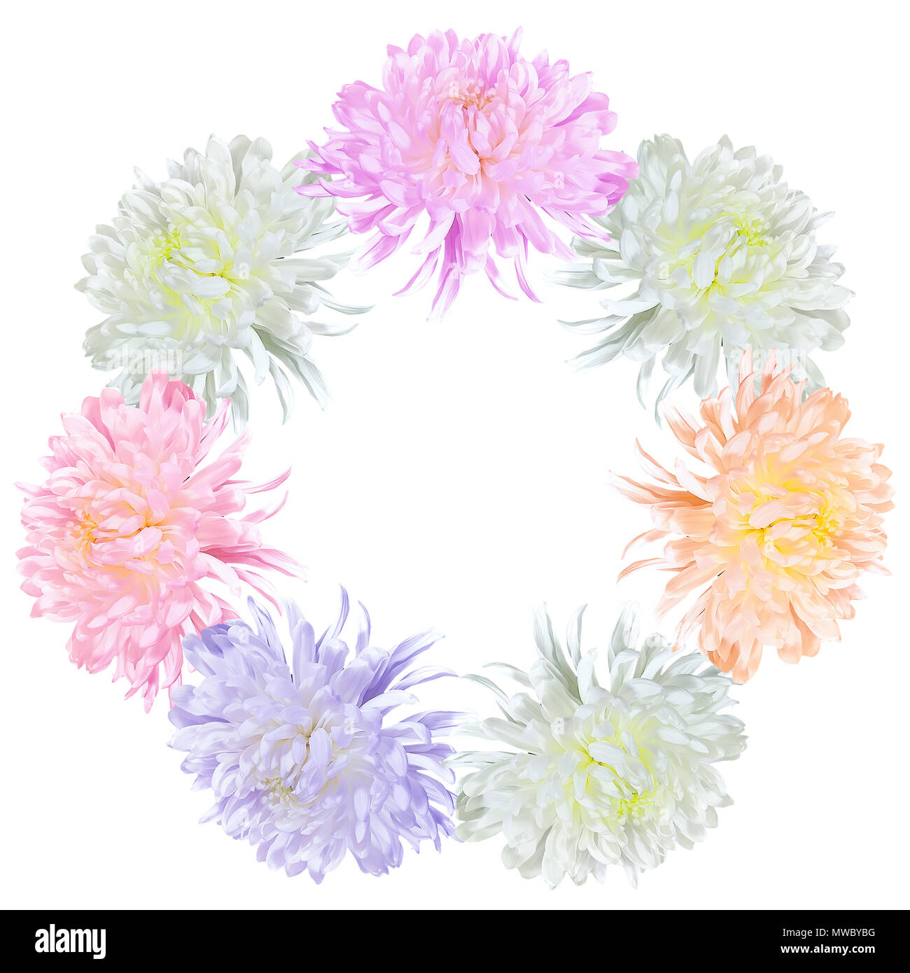 Floral round frame with gentle colorful chrysanthemums on a white background isolated with blank space for text - festive design of greeting card or i Stock Photo