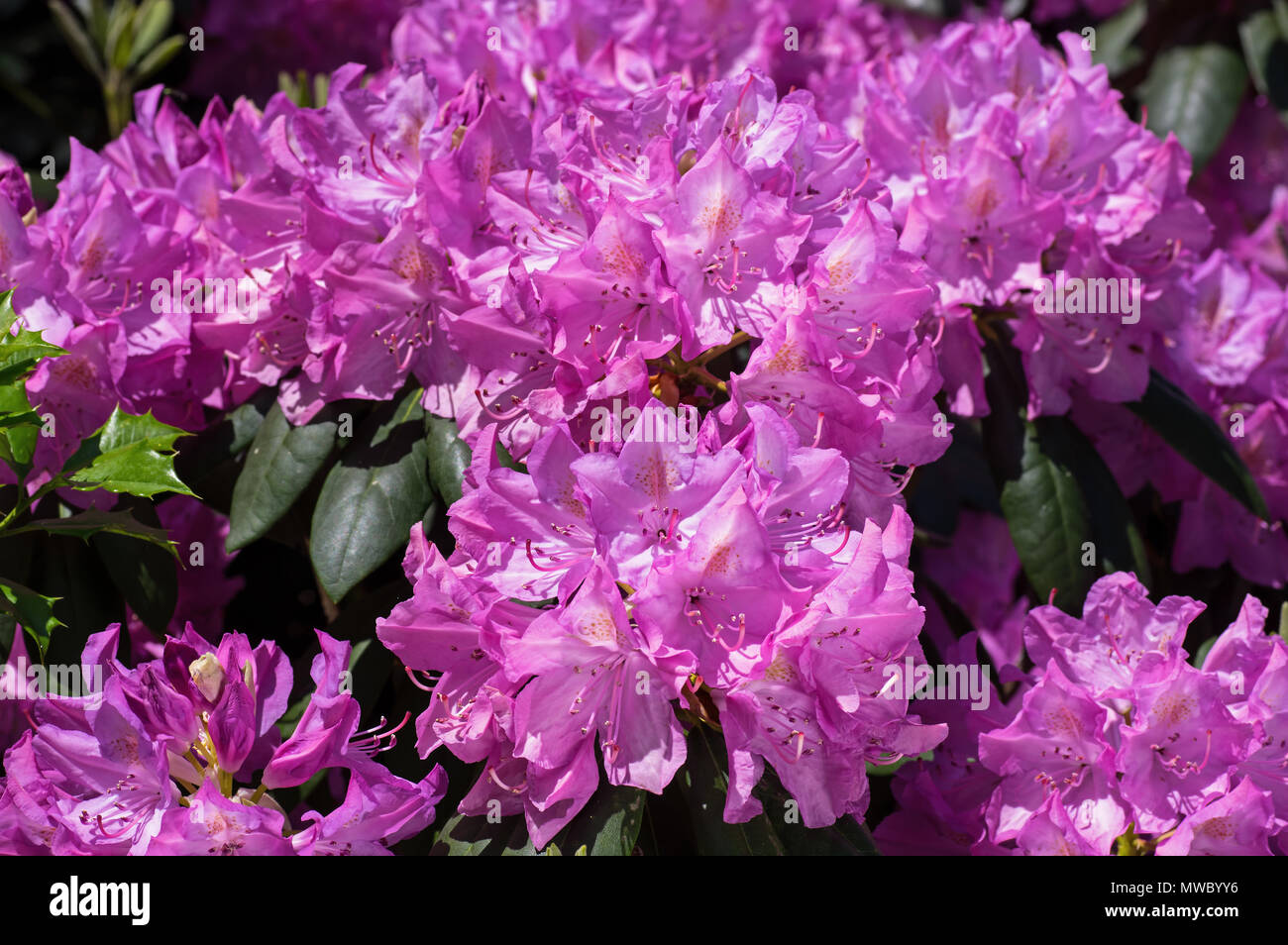 Rhododendron in bright morning sun. Stock Photo