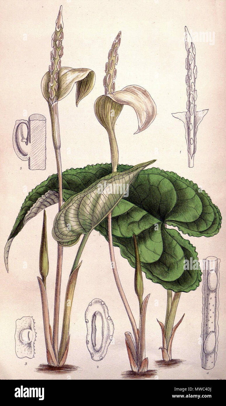 . English: Hapaline brownii botanical drawing . 1893. Fitch (d. 1927) 266 Hapaline brownii CBM Stock Photo