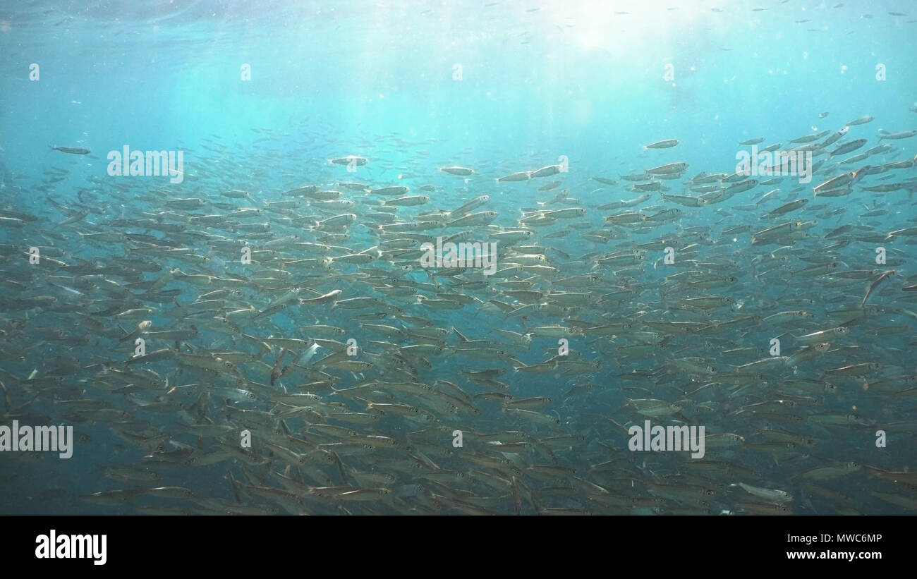 Shoal of sardines hires stock photography and images Alamy