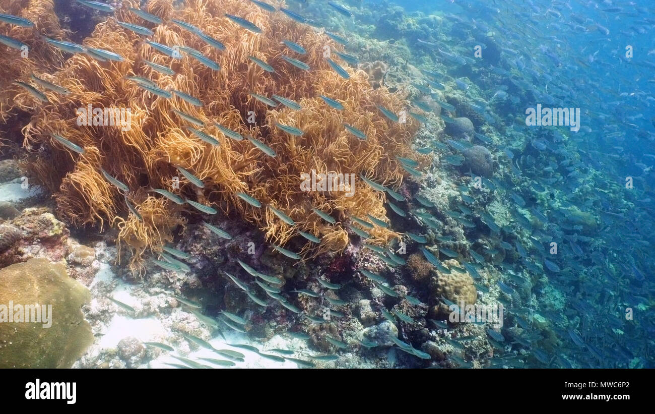 Sardines under water. Shoal sea sardines in the blue water of the ocean