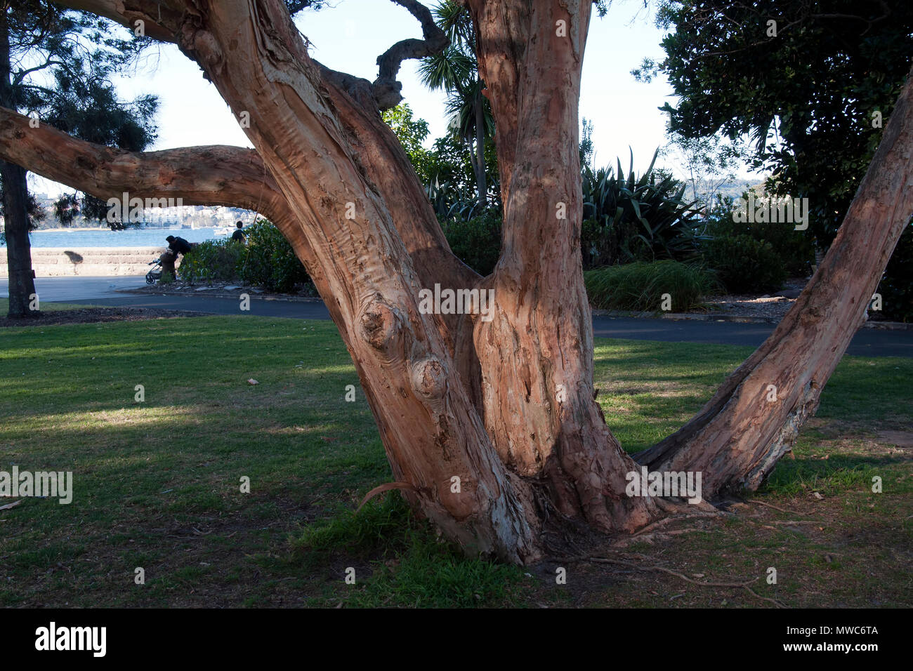 Sydney Australia, views of botanical gardens in spring Biconvex paperbark tree Stock Photo