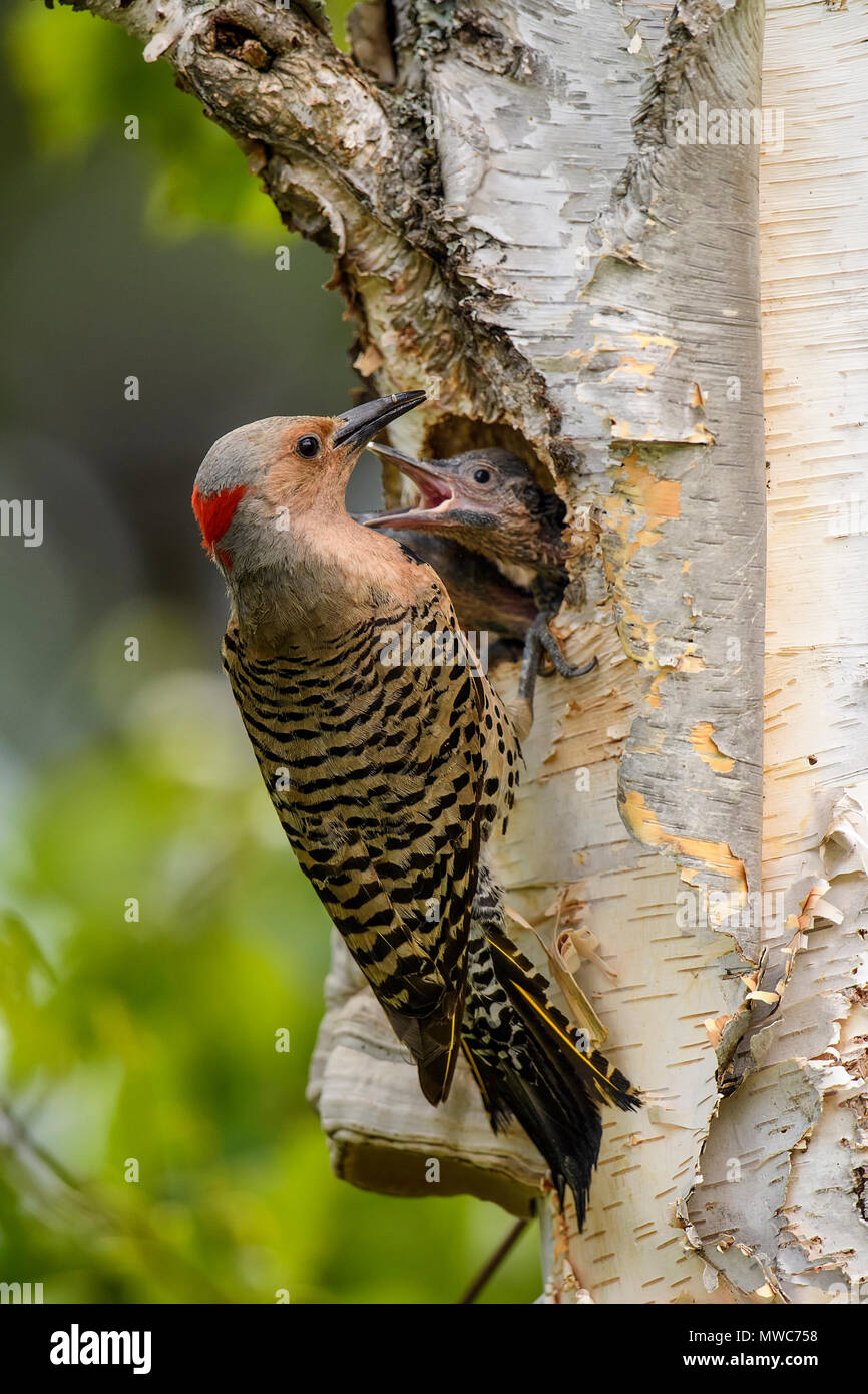 Northern flicker (Colaptes auratus) Adult female feeding young in birch ...