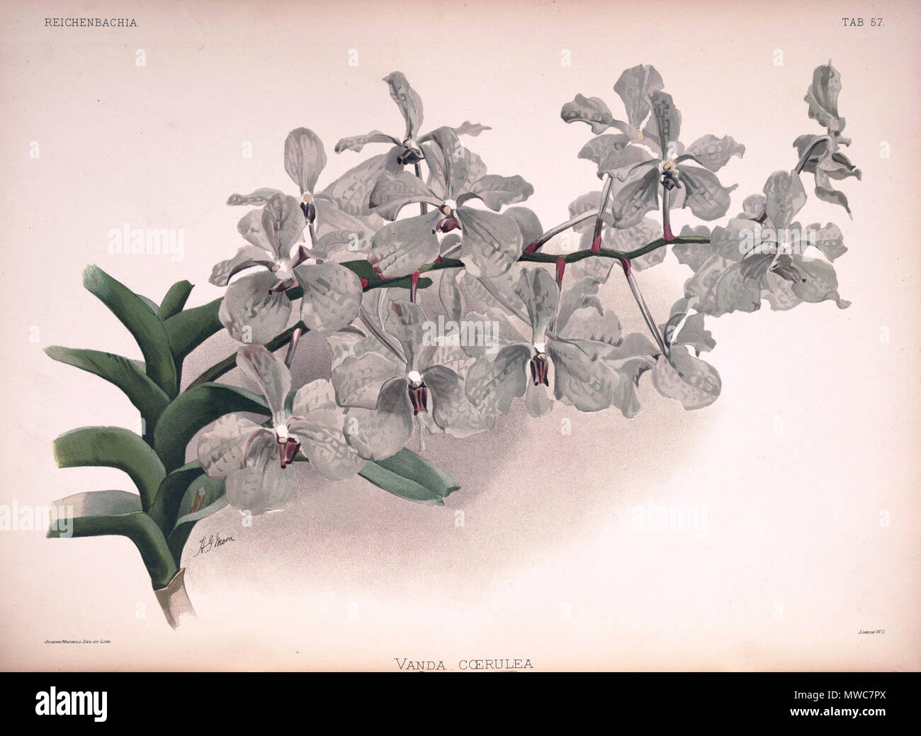 . Vanda coerulea . between 1888 and 1894. H. Sotheran & Co., London (editor) 220 Frederick Sander - Reichenbachia II plate 57 (1890) - Vanda coerulea Stock Photo