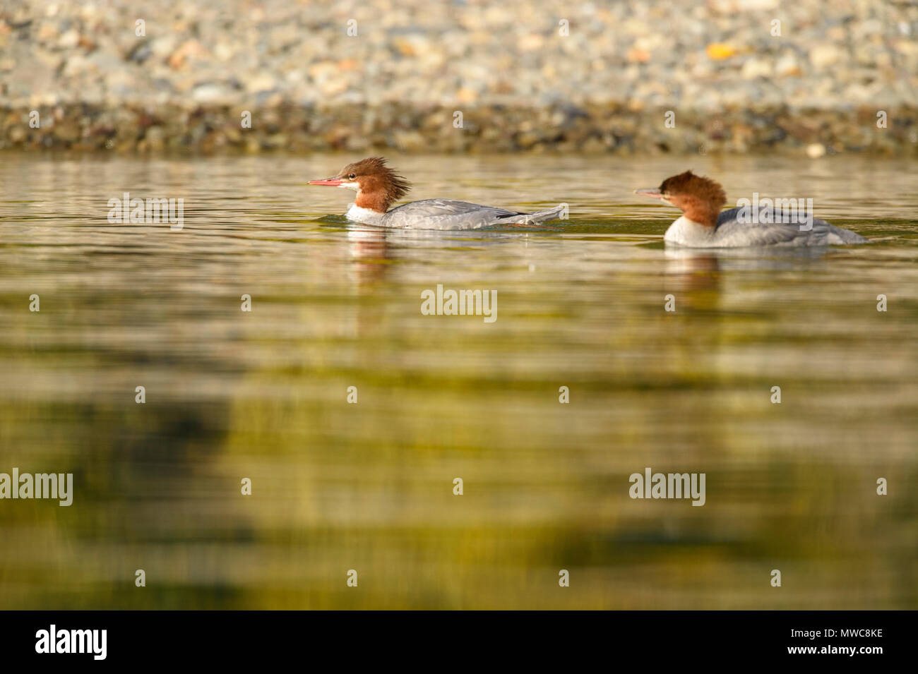Fish eating duck hi-res stock photography and images - Alamy