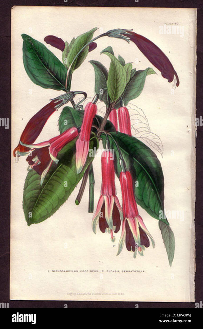 . Fuchsia denticulata and Centropogon coccineus . 1845. How and Parsons 230 Fuchsia serratifolia Stock Photo