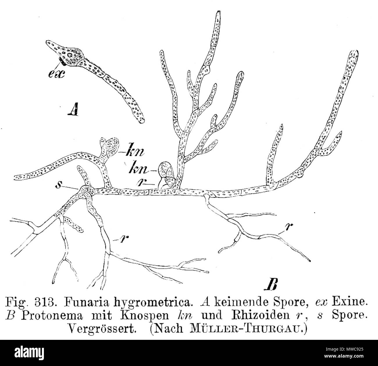 . Protonema of Funaria hygrometrica . 1900. E. Strasburger 231 Funaria hygrometrica Protonema Strasburger1900 Stock Photo
