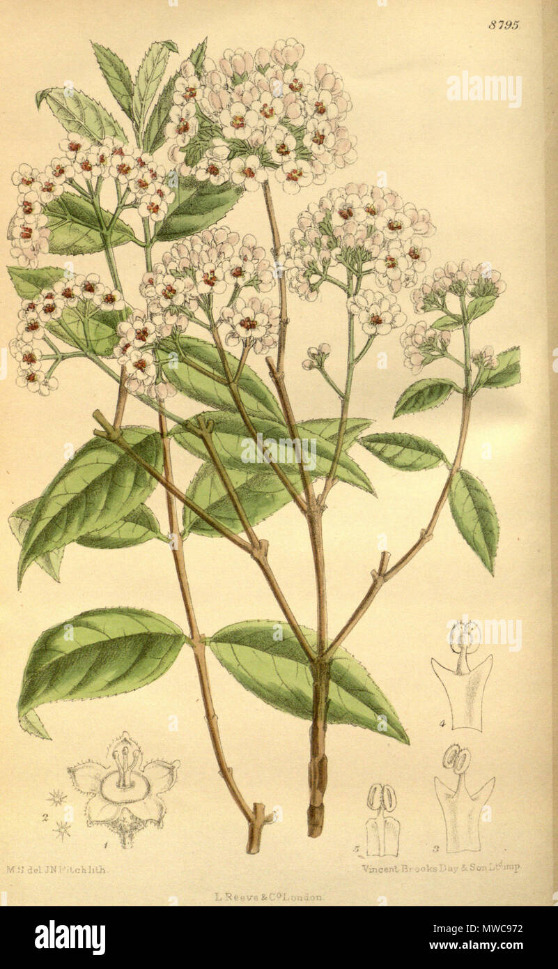 . Deutzia compacta, Hydrangeaceae . 1919. M.S. del., J.N.Fitch lith. 161 Deutzia compacta 145-8795 Stock Photo