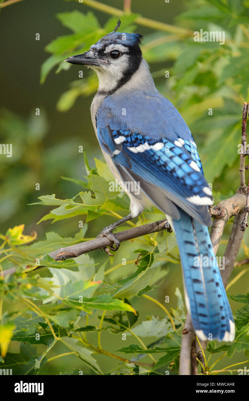 Songbirds native to ontario hires stock photography and images Alamy