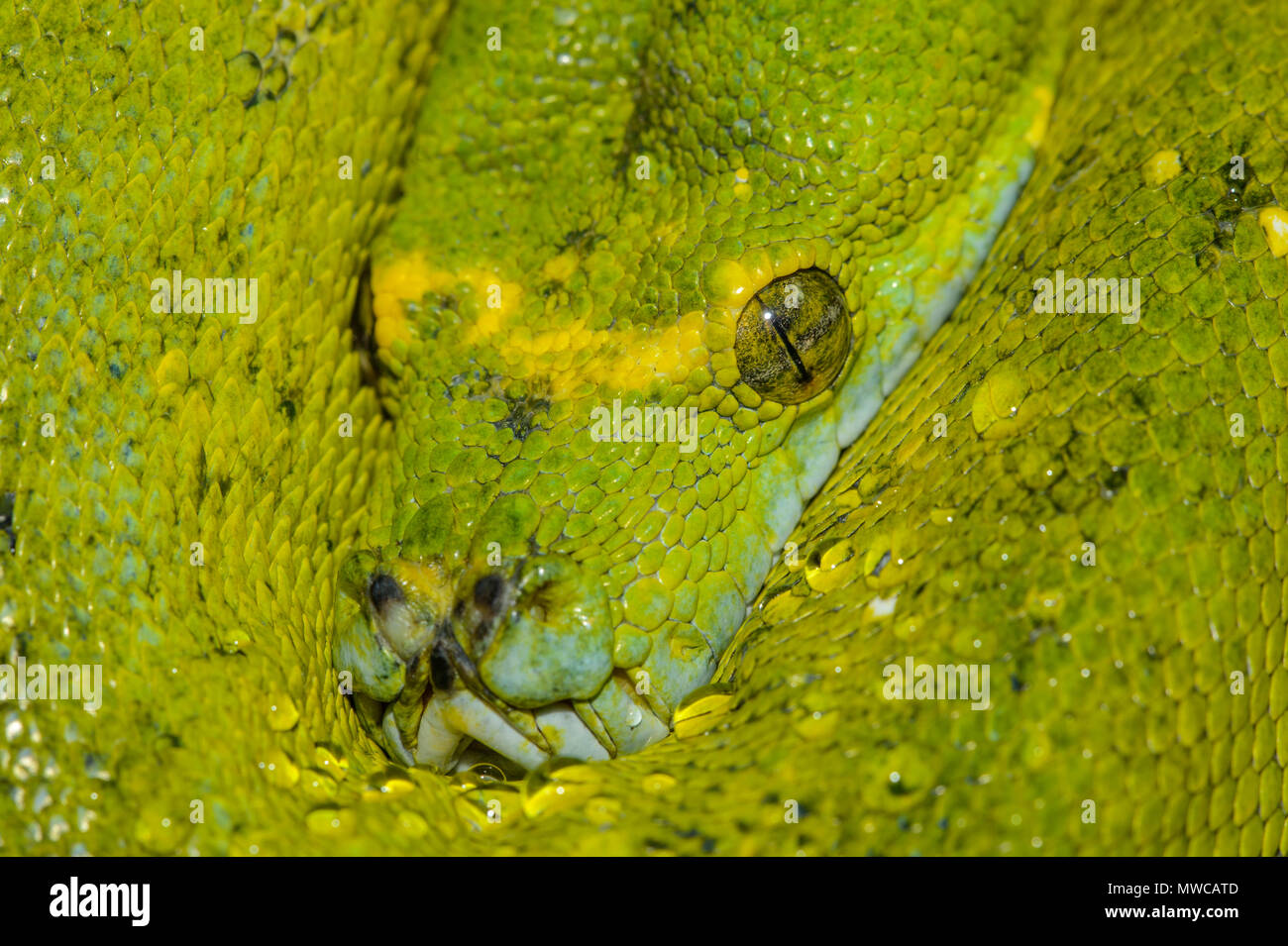 Green Tree Python (Morelia viridis, Captive, Reptilia reptile zoo, Vaughan, Ontario, Canada Stock Photo