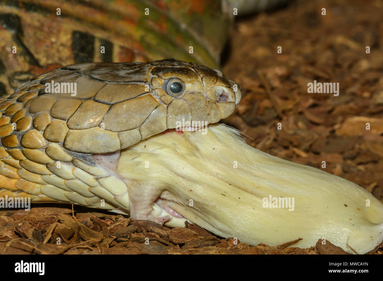 King cobra (Ophiophagus hannah) , Captive swallowing a white rat., Reptilia reptile zoo, Vaughan, Ontario, Canada Stock Photo